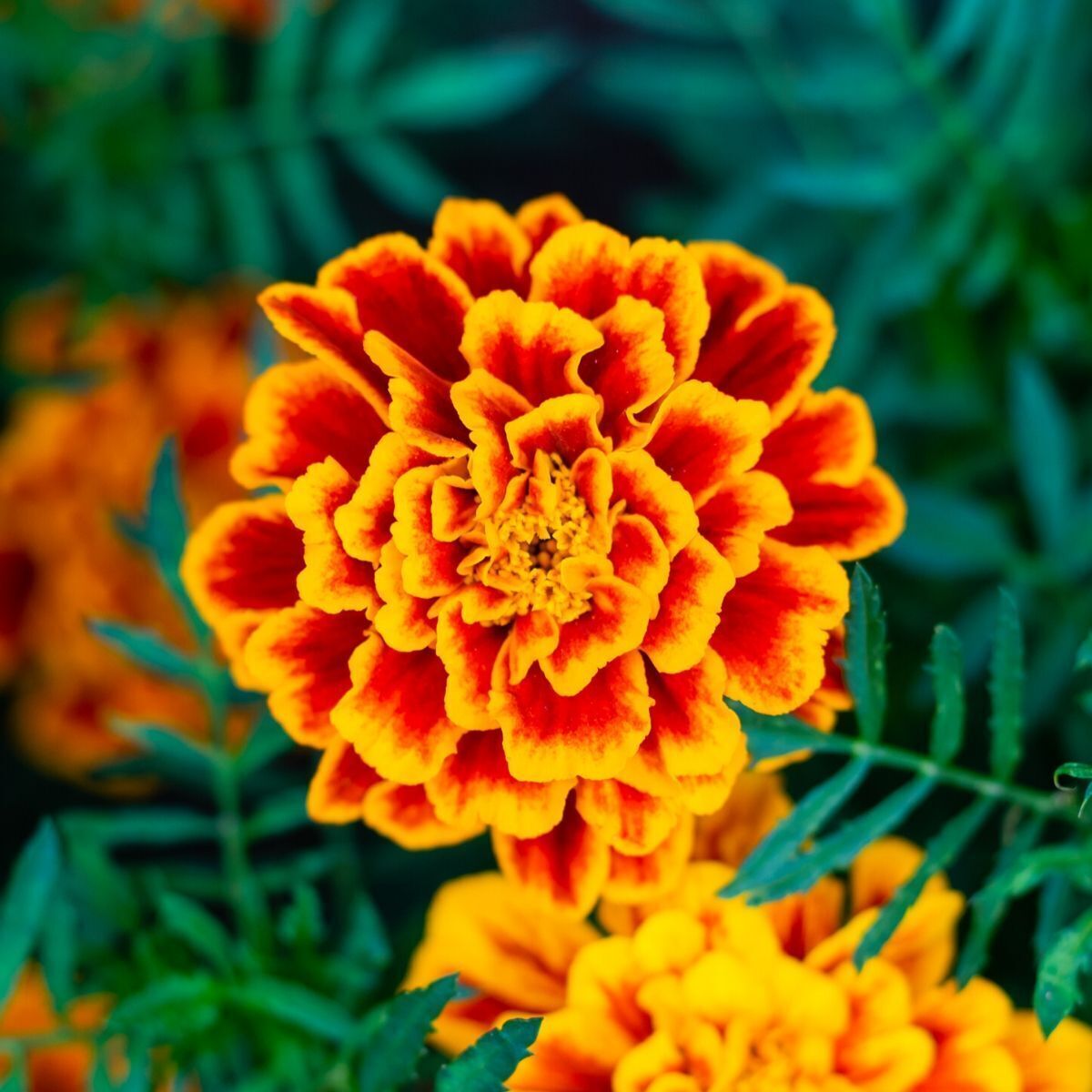 Marigold, French- Fiesta